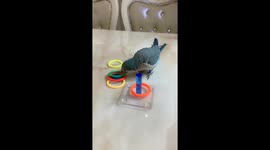 Blue monk parakeet performs tricks in Hebei, China