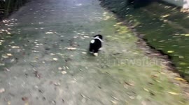 Puppy playfully chased in Sichuan, China