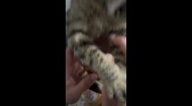 Cat tries glasses and playfully bites owner in Ohio, USA