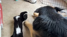 A kitten trying to play with a German Shepherd dog .