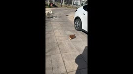 Puppy struggles to walk as strong wind sweeps the street in Beijing, China