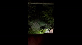 Man lifts wild boar over fence in Michalitsi, Greece