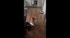 Orange Cat vs. Receipt