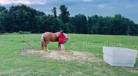 Horse Can’t Get Enough Scratchies