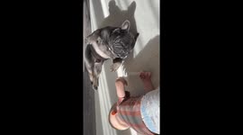 1.5 year old cuddling with French Bulldog, heartwarming scene