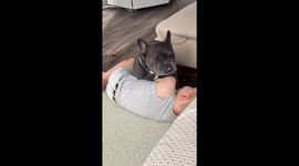 Frenchie licks toddler’s shoulders while he enjoys the massage, very funny