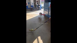 Pepper Hits a Home Run