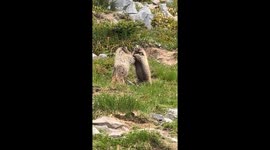 Wrestling Marmots on Mount Rainier