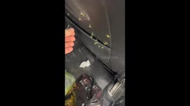 Mantis Nest in the Back Seat