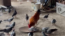 Rooster Chicken chasing & pecking at pigeons to compete for grains in western india