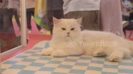 China: Smart pet gadgets steal show in Shanghai