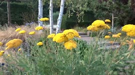 Splash of golden colours of Achillea Filipendulina flowers in a London park