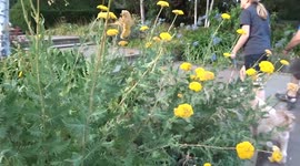 Splash of golden colours of Achillea Filipendulina flowers in a London park