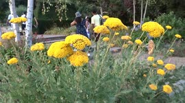 Splash of golden colours of Achillea Filipendulina flowers in a London park