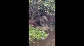 Crocodile Attacks a Pygmy Elephant