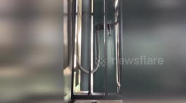 US: Curious Mink Spotted Roaming Mukilteo Ferry Terminal