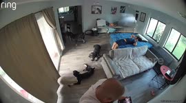 Man Trips Backwards Over Dog