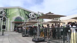 China: Giant pandas make public debut in Harbin