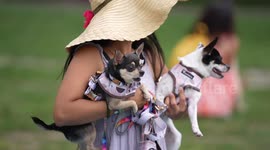 Canada: Dog Festival in Toronto