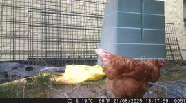 Unexpected Moment with a Chicken Caught on Camera