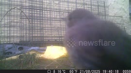 Unexpected Moment with a Bird Caught on Camera