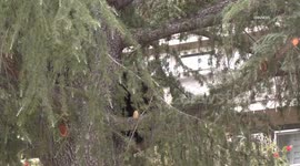 US, Los Angeles: Glendale Bear Sighting