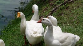 Have a Gander: Chinese Geese Deployed to Improve Water Quality in Chiang Mai,Thailand