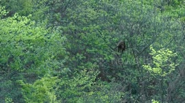 China: Ecological corridor expands habitat for snub-nosed monkeys in southwest China's Guizhou