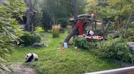 Germany: German zoo celebrates first birthday of second locally born panda twins