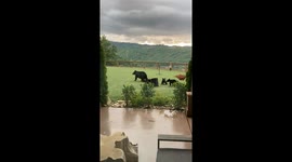 Mother and Cubs Play With Lawn Games at a Hotel