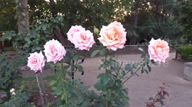Gorgeous pink roses in Holland Park rose garden at sunset - London