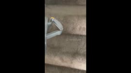 A playful French Bulldog takes on the vacuum cleaner while its owner cleans the stairs, barking and pawing at the noisy machine in a hilarious showdown.