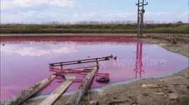 Small lake turns pink on the Isle of Sheppey in Kent, UK