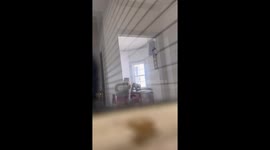 French Bulldog Caught Sneaking Out