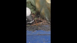 Thought I'd saved the wasp from drowning Goliath had other plans...