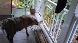 Sheep VS cat: Mean sheep biting a kitty cat to tease it. French island of Martinique, Caribbean, Antilles, 24 August 2025