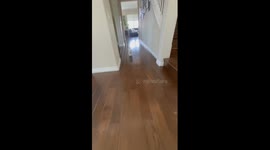 Mr. Squeaks Around the House Chase