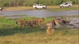 lion pride take on crocodile