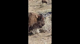 Bison calf eating trash in Yellowstone National Park.