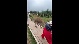 Deer chases tourist through park while trying to steal her shirt