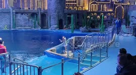 Beluga Whale Leaping and Bumping into Girl's Head