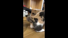 Cat Squeezes Through