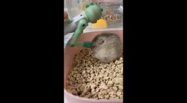 Relaxing Rodent: Hamster Enjoying a Massage