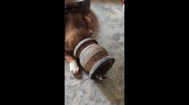 Head in a Pickle: Dogs Stuck in Rubber Buckets