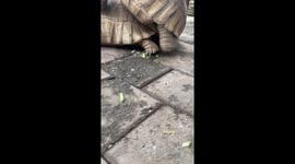 This is what a tortoise penetrating his mate looks like