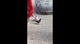 Two Doves