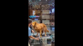 Golden Retriever irritated by pet grooming session