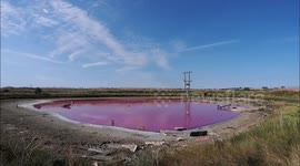 Algae turns pond neon pink on Kent's Isle of Sheppey, UK
