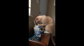 Stealing My Ice Cream
