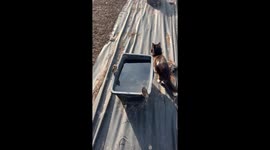 Birds Freeze Motionless to Deceive Cat